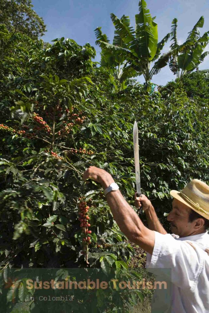 Historia del café en Colombia