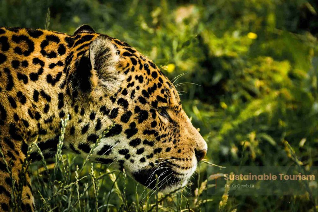 Chiribiquete National Natural Park - Jaguar