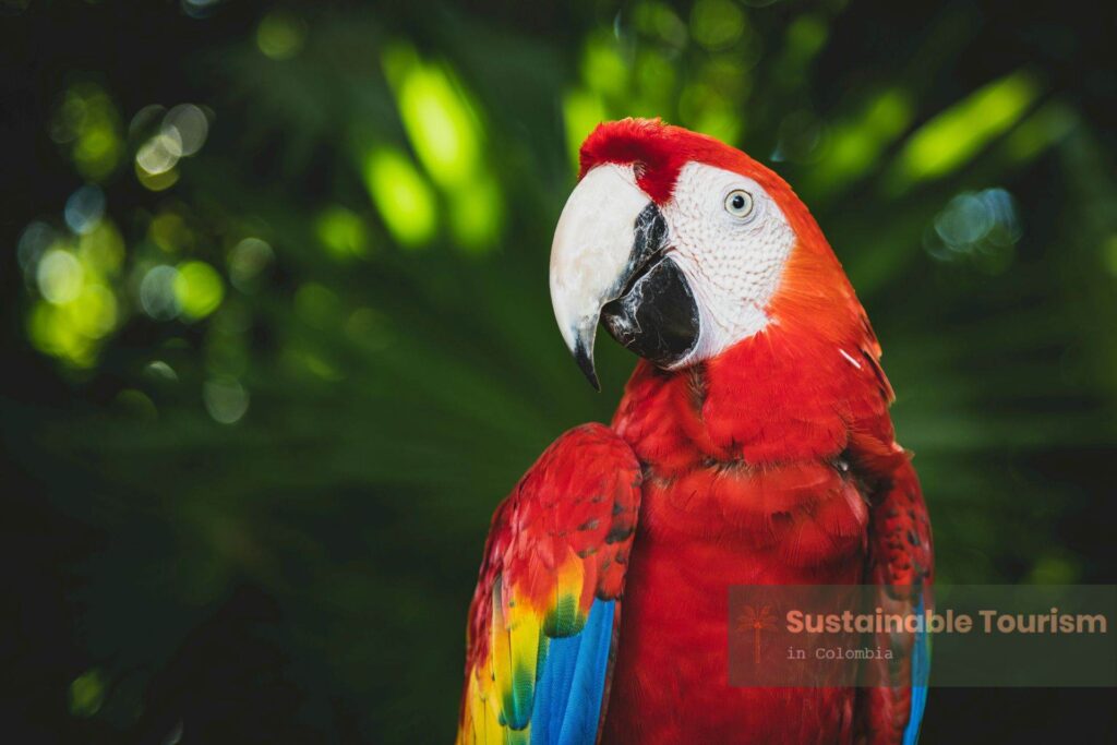 Amazonas colombiano